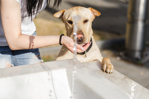 Un amico a quattro zampe che avverte sete, uno dei sintomi di insufficienza renale nel cane, mentre beve da una fontana al parco con l’ausilio della sua padrona
