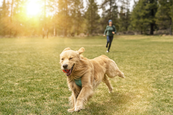 Cane che fa esercizio fisico regolare come prevenzione per il benessere animale