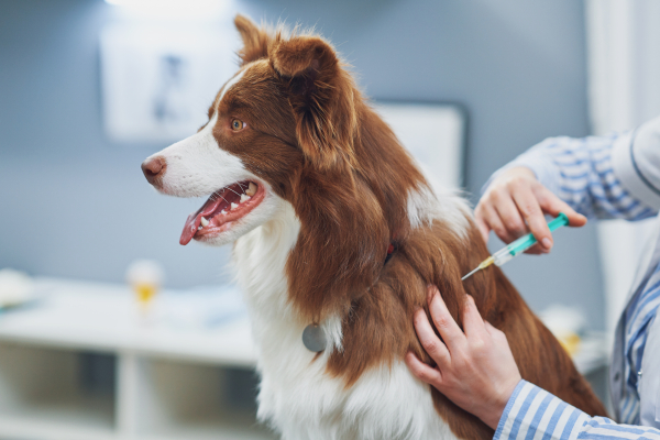 Cane che fa il vaccino contro la leishmaniosi