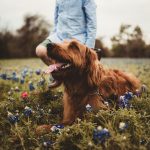 Cane di razza irlandese dal pelo rosso insieme al suo padrone che contrae la dermatite da contatto in un campo di fiori blu
