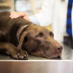 Cane che presenta sintomi per i quali occorre visitarlo in una clinica veterinaria