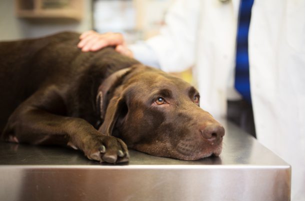 Cane che presenta sintomi per i quali occorre visitarlo in una clinica veterinaria