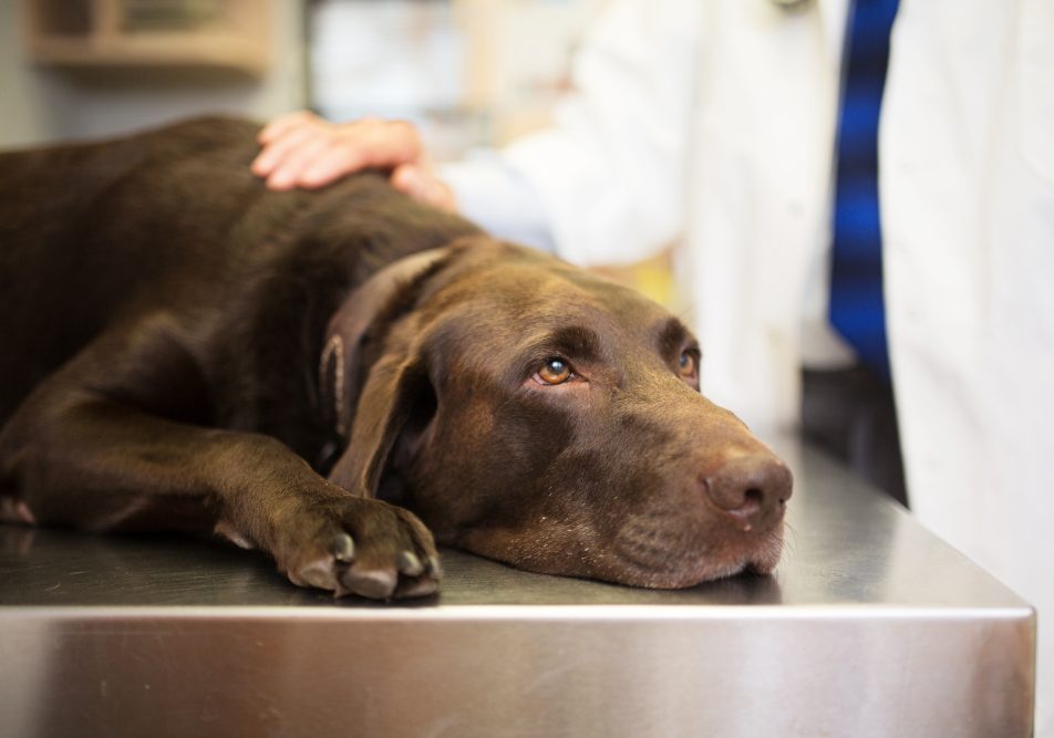 Cane che presenta sintomi per i quali occorre visitarlo in una clinica veterinaria