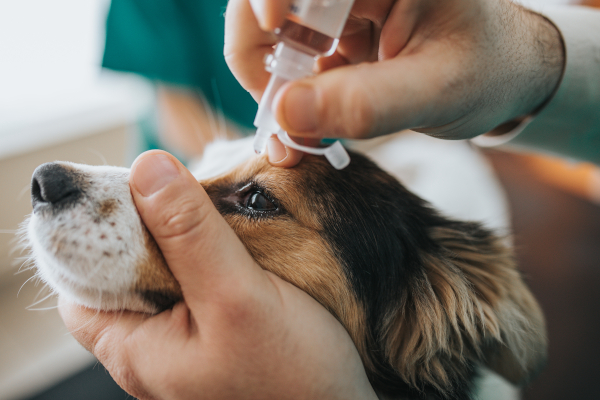 Cane che presenta sintomi pe cui serve un ambulatorio veterinario