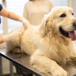 Golden Retriever presso una clinica veterinaria per visite
