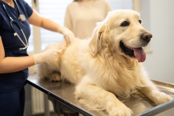 Golden Retriever presso una clinica veterinaria per visite