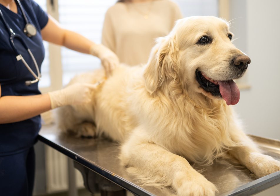 Golden Retriever presso una clinica veterinaria per visite