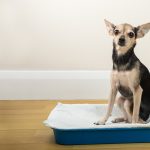 Cane di taglia piccola che soffre di insufficienza reale su un tappetino igienico monouso