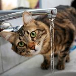 Gatto con sintomi dell’insufficienza renale che avverte aumento della sete mentre beve dal lavandino