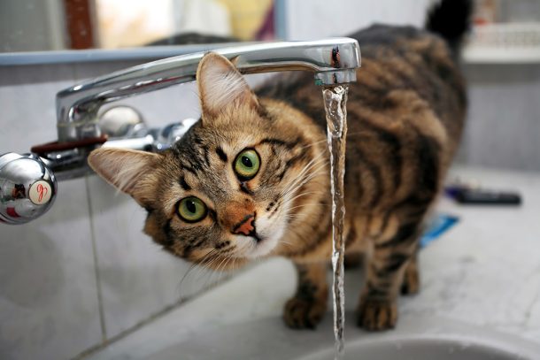 Gatto con sintomi dell’insufficienza renale che avverte aumento della sete mentre beve dal lavandino