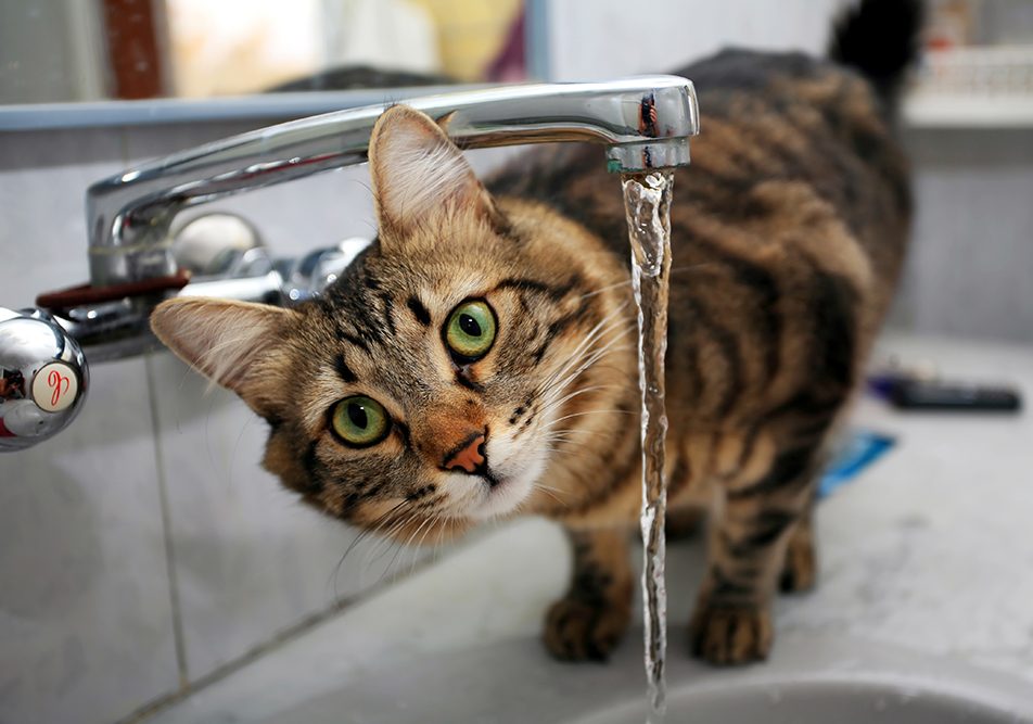 gatto-al-lavandino-con-insufficienza-renale-sintomi-avvertendo-aumento-della-sete Gatto con sintomi dell’insufficienza renale che avverte aumento della sete mentre beve dal lavandino