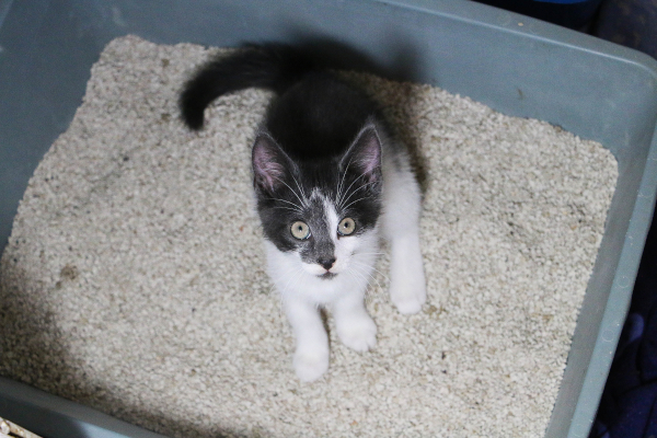 Gatto nella sua lettiera che urina molto e beve molto