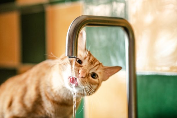 Gatto che beve molto e si disseta dal rubinetto