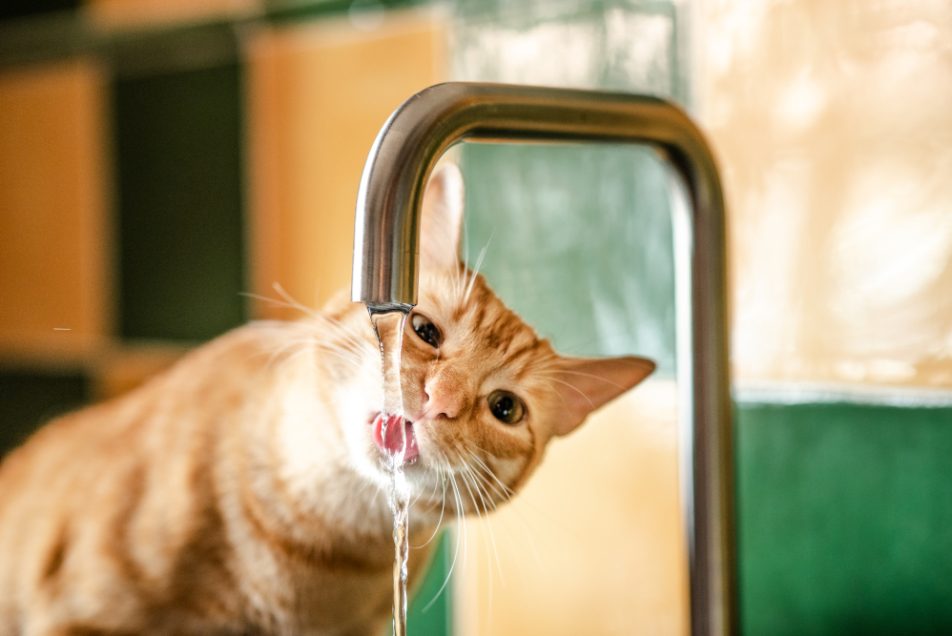 Gatto che beve molto e si disseta dal rubinetto