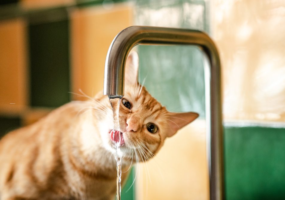 Gatto che beve molto e si disseta dal rubinetto