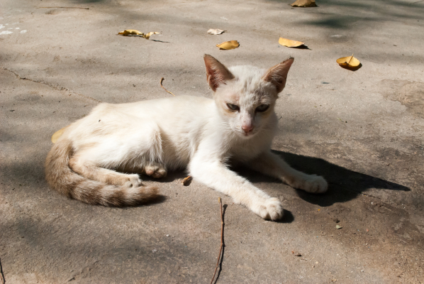Gatto sdraiato, che dimagrisce e che beve molto