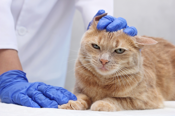 Veterinario effettua un esame clinico a un gatto con otite