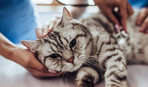 Gatto con sintomi del raffreddore viene visitato dal veterinario