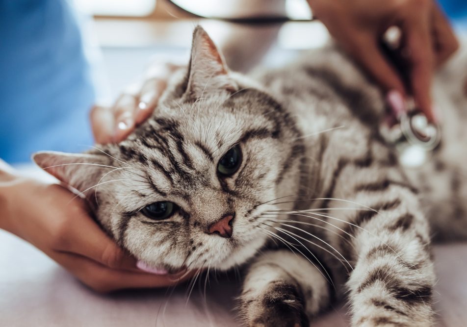 Gatto con sintomi del raffreddore viene visitato dal veterinario