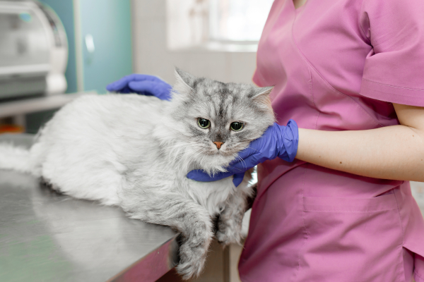 Gatto da veterinario per la sverminazione