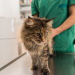 Gatto presso una clinica veterinaria per controlli regolari