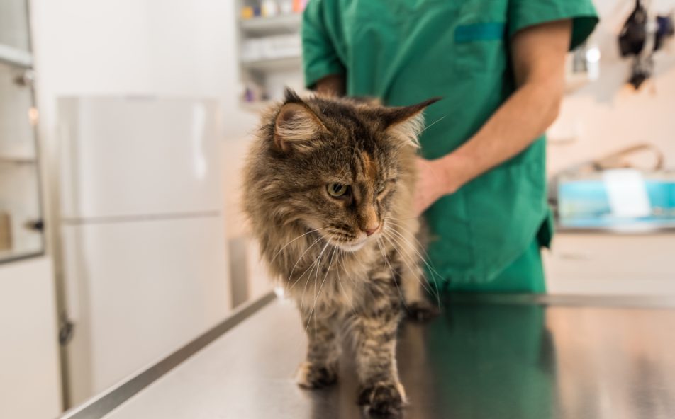Gatto presso una clinica veterinaria per controlli regolari