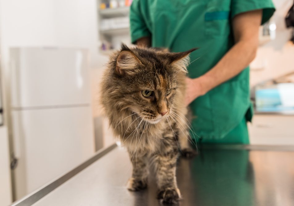 Gatto presso una clinica veterinaria per controlli regolari