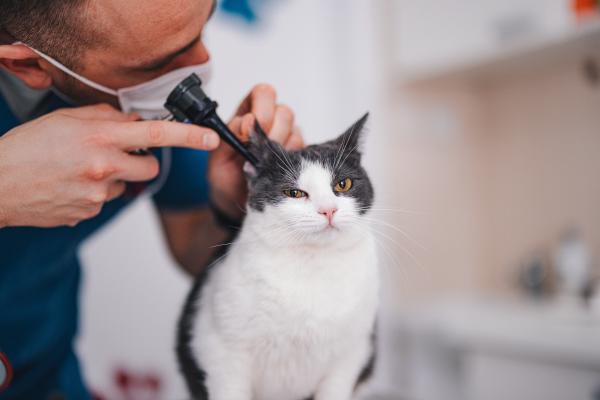 Gatto in ambulatorio veterinario per visite regolari