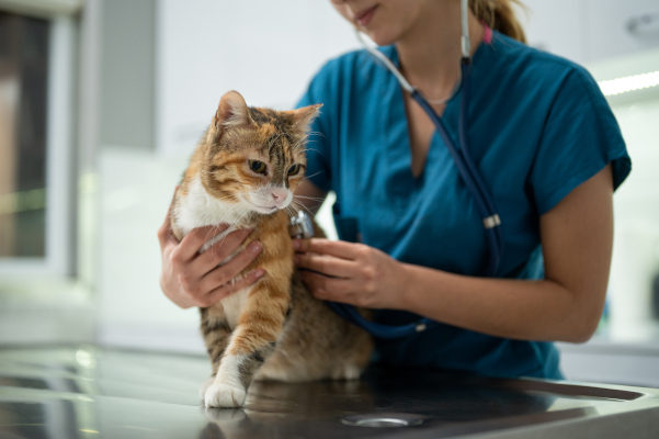 Gatto dal veterinario perché non fa pipì da 48 ore