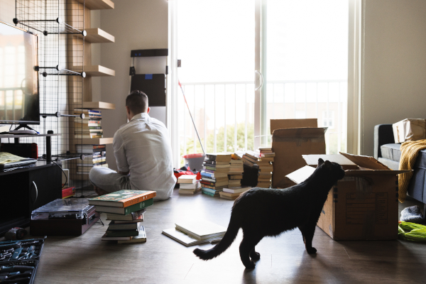 Gatto in mezzo a un trasloco non fa pipì