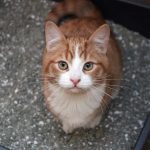 Gatto, nella sua lettiera, non riesce a fare pipì