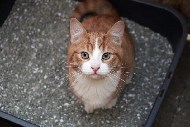 Gatto, nella sua lettiera, non riesce a fare pipì