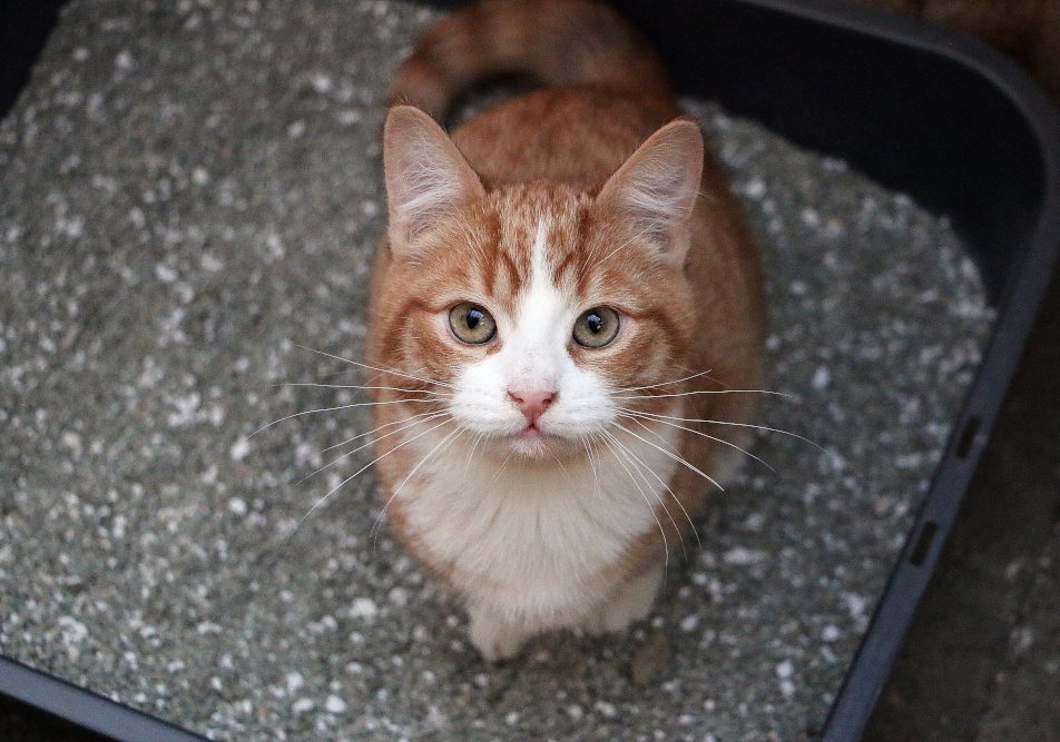 Gatto, nella sua lettiera, non riesce a fare pipì