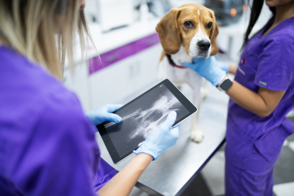 Un medico veterinario esegue un check up a un beagle