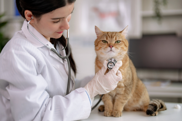Medico veterinario fa una visita check-up al gatto