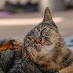 Gatto si gratta le orecchie, tra i sintomi dell'otite del gatto