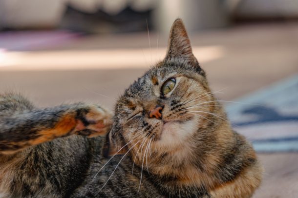 otite-del-gatto-sintomi. Gatto si gratta le orecchie, tra i sintomi dell'otite del gatto