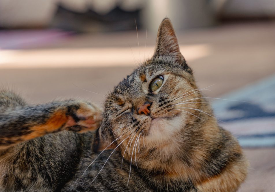 otite-del-gatto-sintomi. Gatto si gratta le orecchie, tra i sintomi dell'otite del gatto