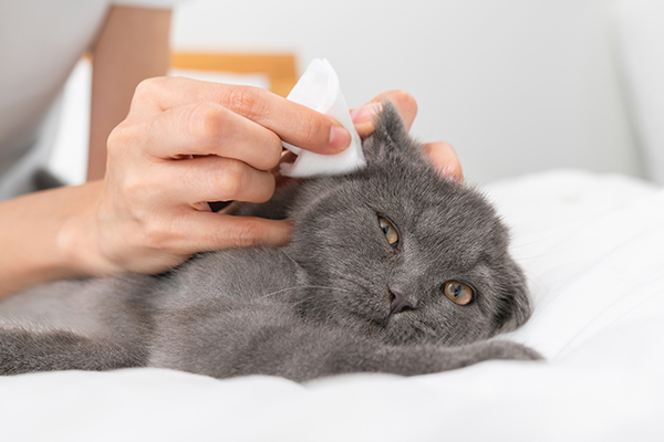 Padrona che adopera dei dischi di cotone per la pulizia del padiglione auricolare del gatto dopo avere ricevuto indicazioni su come pulirgli correttamente le orecchie dal veterinario