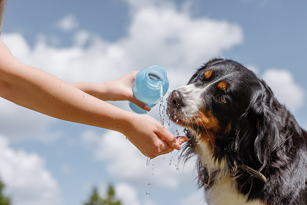 Padrona al parco insieme al suo cane Bovaro del Bernese in una bella giornata di sole, attenzionandolo e prendendosi cura di lui in quanto non mangia ma beve