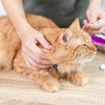 Padrona che si prende cura del suo gatto rosso con otite e tiene in mano un bastoncino di cotone per ispezionare l’esterno del padiglione auricolare
