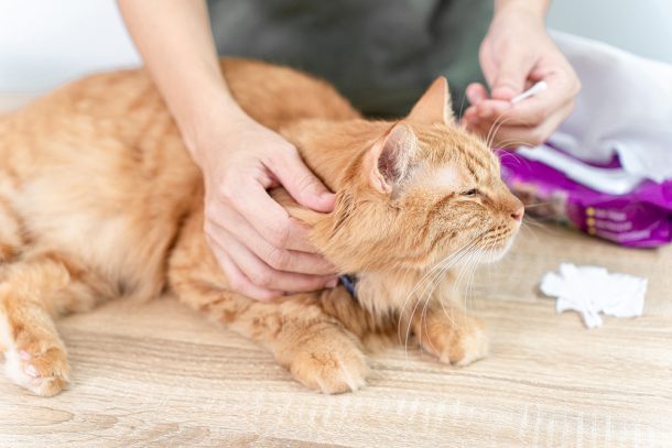 Padrona che si prende cura del suo gatto rosso con otite e tiene in mano un bastoncino di cotone per ispezionare l’esterno del padiglione auricolare