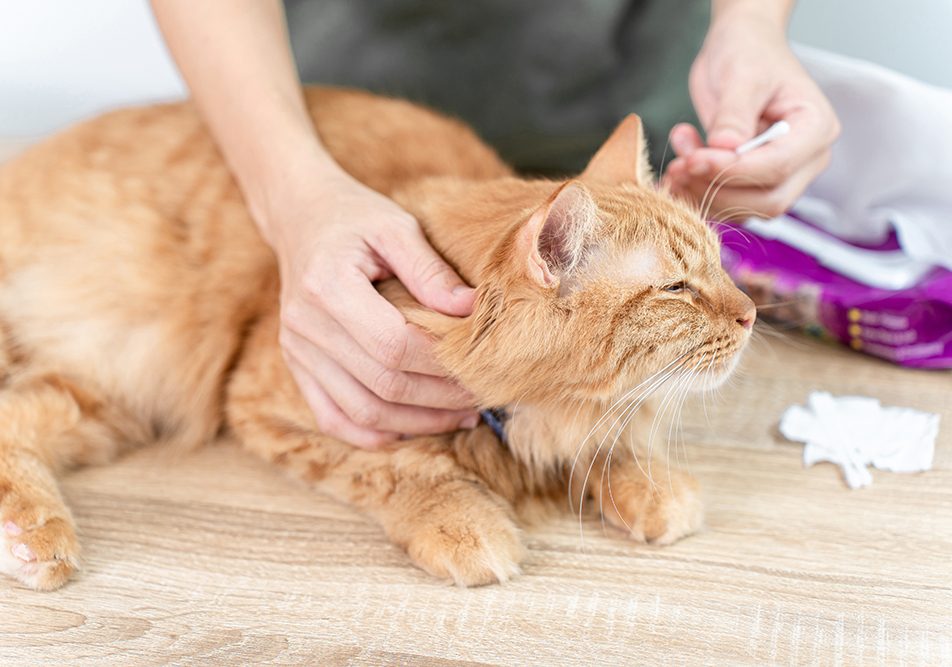 Padrona che si prende cura del suo gatto rosso con otite e tiene in mano un bastoncino di cotone per ispezionare l’esterno del padiglione auricolare