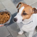 Una padrona sporge una ciotola piena di crocchette al suo Jack Russel inappetente, cercando di stimolargli l’appetito e il buon umore