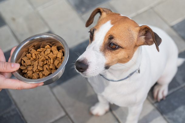 Una padrona sporge una ciotola piena di crocchette al suo Jack Russel inappetente, cercando di stimolargli l’appetito e il buon umore