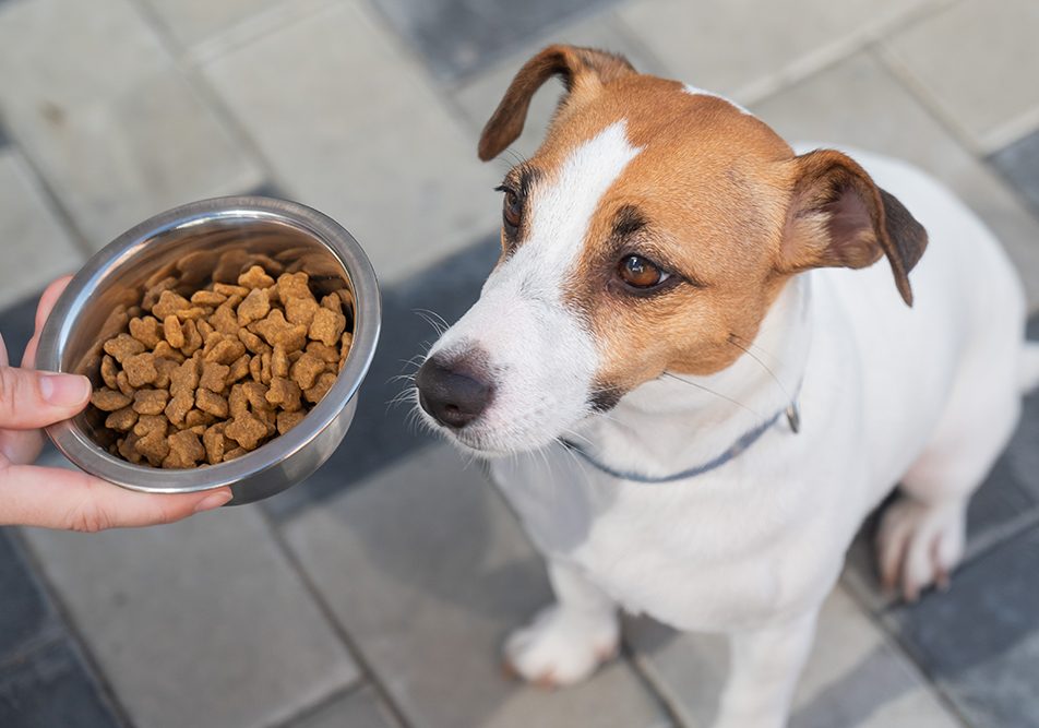 padrona-sporgendo-ciotola-di-crocchette-a-cane-inappetente Una padrona sporge una ciotola piena di crocchette al suo Jack Russel inappetente, cercando di stimolargli l’appetito e il buon umore