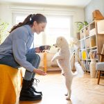 Pet sitter nel salotto di casa, che dà una ciotola d’acqua al cane di cui si prende cura, un Bichon Frisé con insufficienza renale
