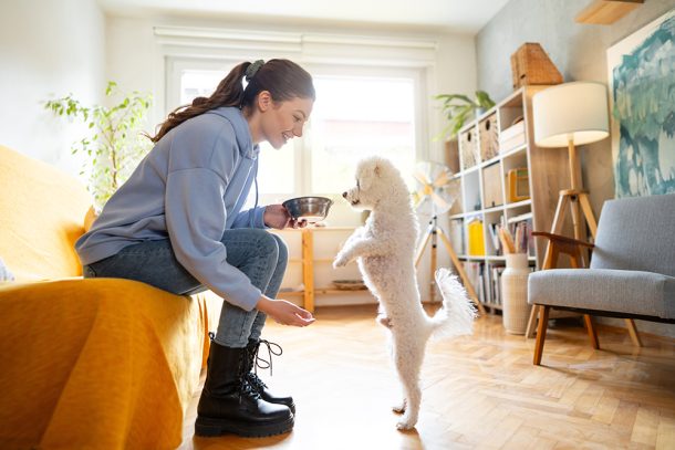 Pet sitter nel salotto di casa, che dà una ciotola d’acqua al cane di cui si prende cura, un Bichon Frisé con insufficienza renale
