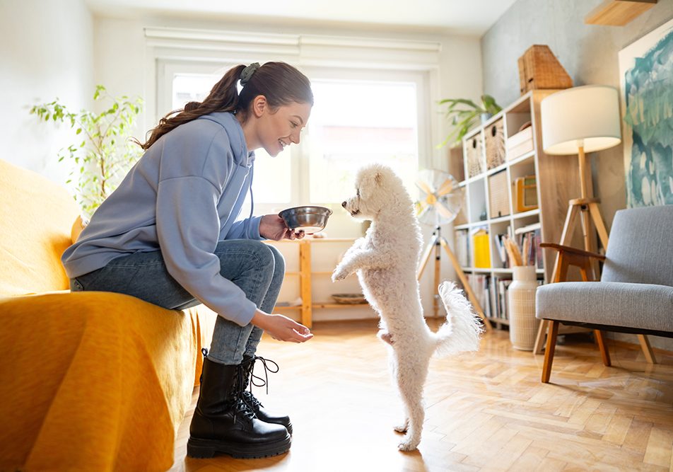 Pet sitter nel salotto di casa, che dà una ciotola d’acqua al cane di cui si prende cura, un Bichon Frisé con insufficienza renale