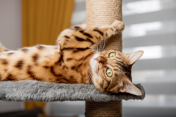 Gatto gioca con tiragraffi in ambiente stimolante, come prevenzione per il benessere animale